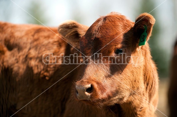 Young Beef Calf