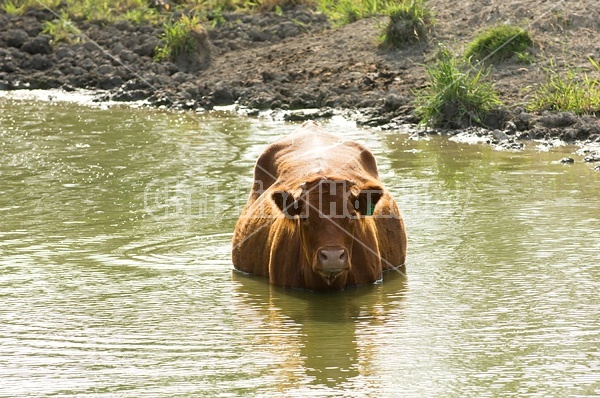 Beef cattle drinking from a farm pond. 