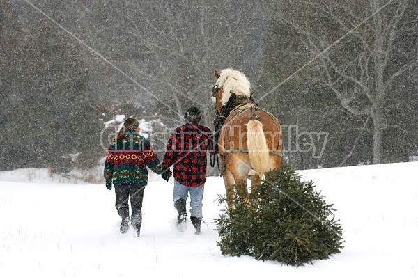 Husband and wife pulling a Christmas tree home with their Belgian horse 