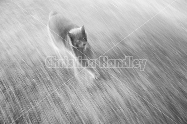 Gray cat walking in grass