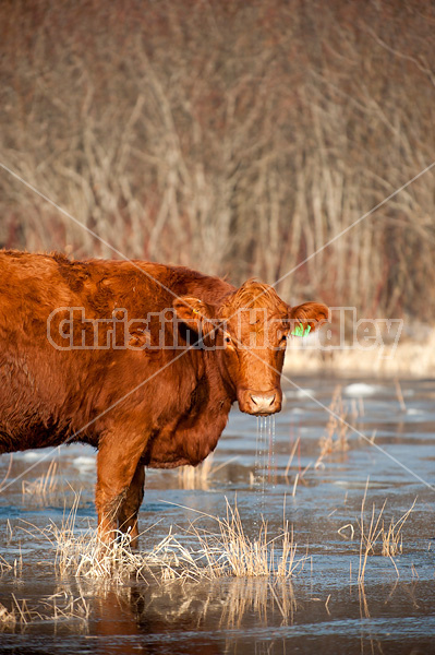 Beef cow drinking out of pond