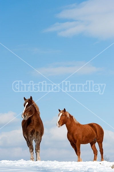 Belgian draft horses photographed against a blue sky