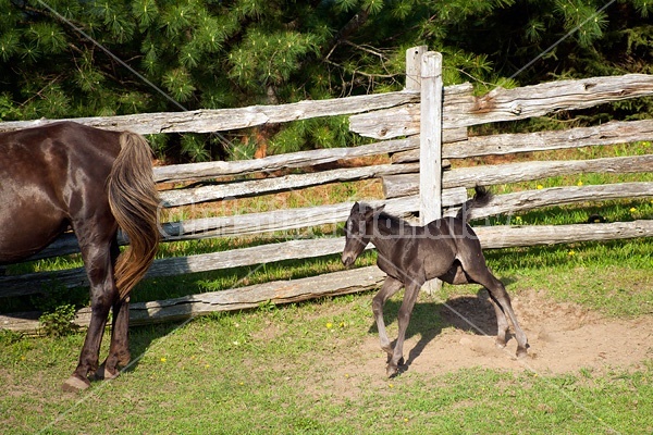 Young Rocky Mountain Horse foal and mare.