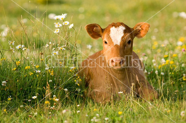 Baby beef calf