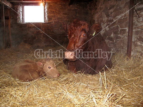 Beef Cow and Calf