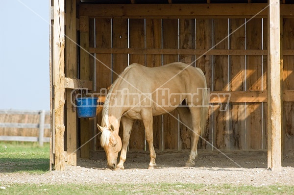 Palomino Quarter horse