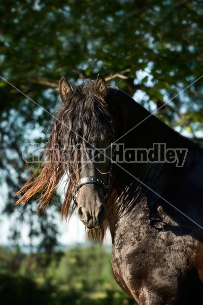 Friesian stallion