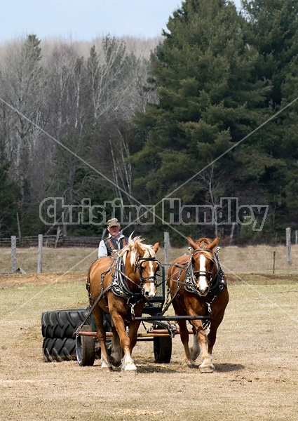 Team of Belgian draft horses hitched to a forecart