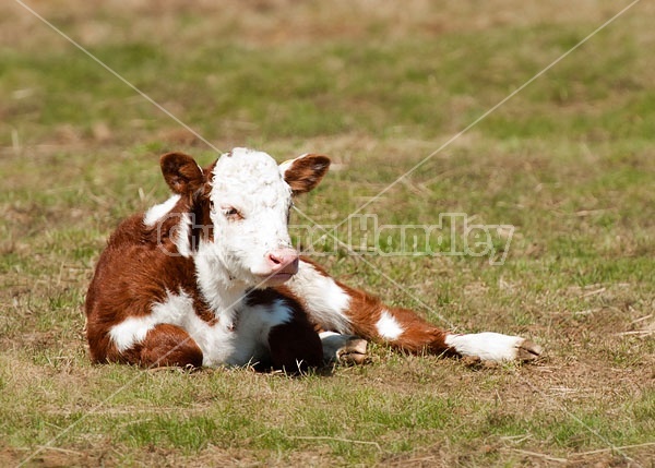 Hereford Calf