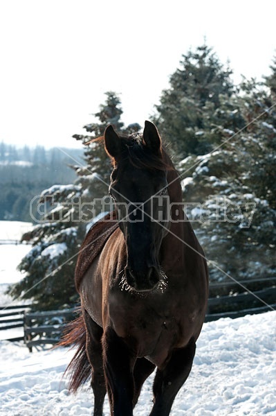 Thoroughbred moving towards camera