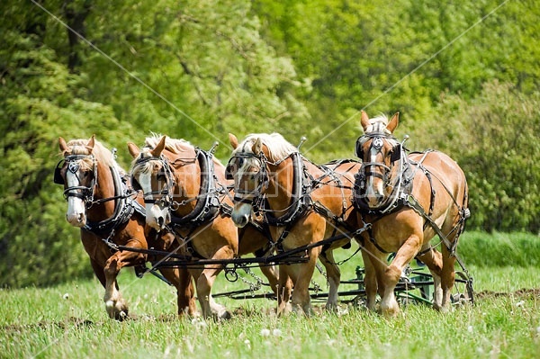 Hitch of Belgian Draft Horses