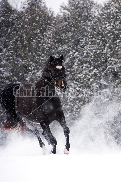 One horse galloping through deep snow