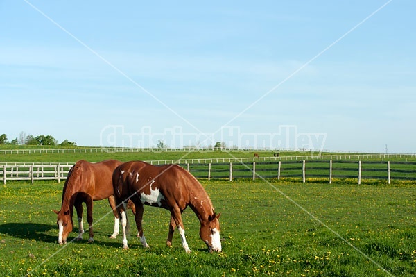 quarter horse on summer pasture