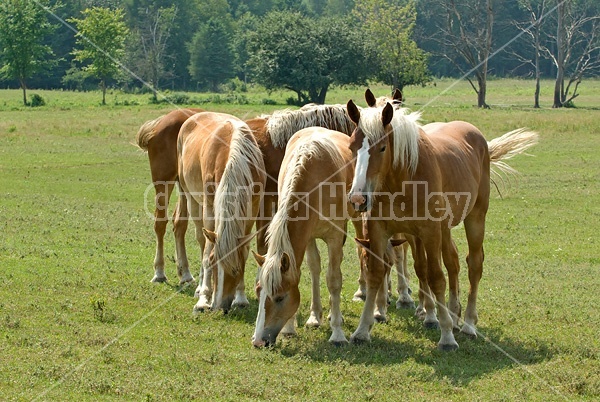 A group of Belgian yearlings on summer pasture. 