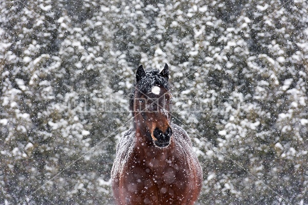 Portrait of Welsh Cob in heavy snowfall