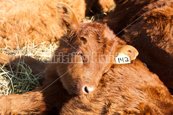 Young beef calves sleeping in the sun