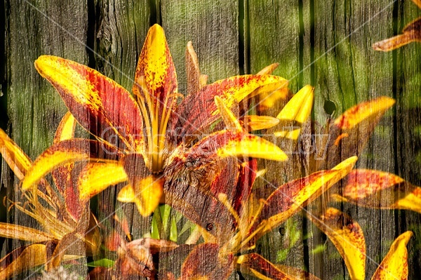 Multiple exposure of yellow lillies on barn boards