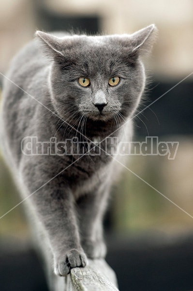 Gray barn cat walking on top rail of fence