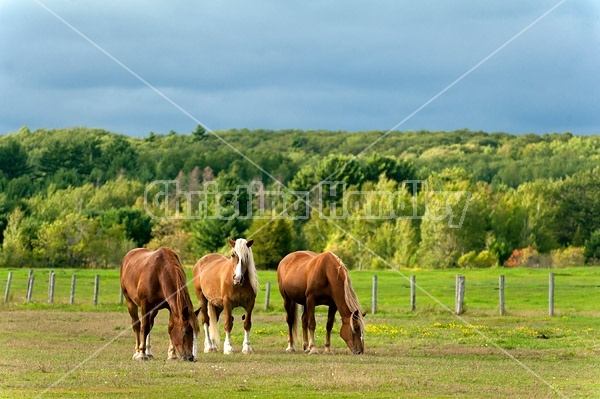 Three chestnut horses grazing on summer pasture