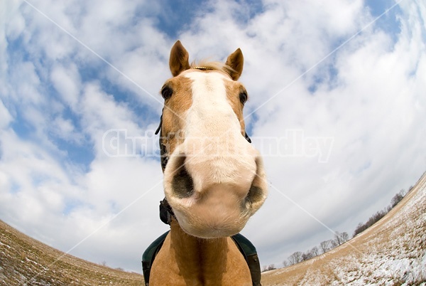 Distorted equine portrait