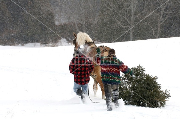 Husband and wife pulling a Christmas tree home with their Belgian horse 