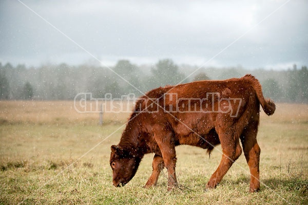 Beef Steers