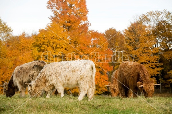 Yearling Highland Cattle on autumn pasture