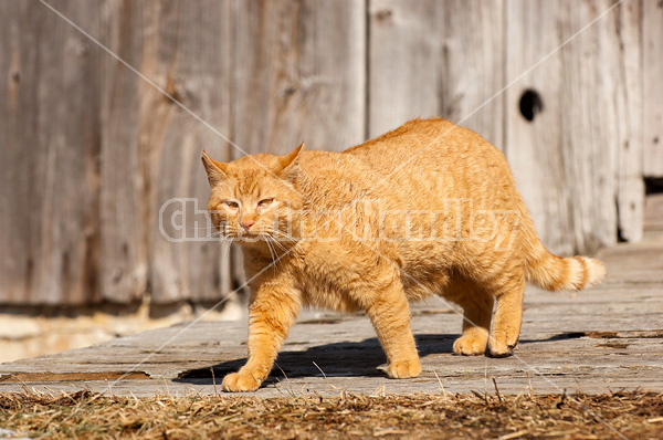 Orange barn cat