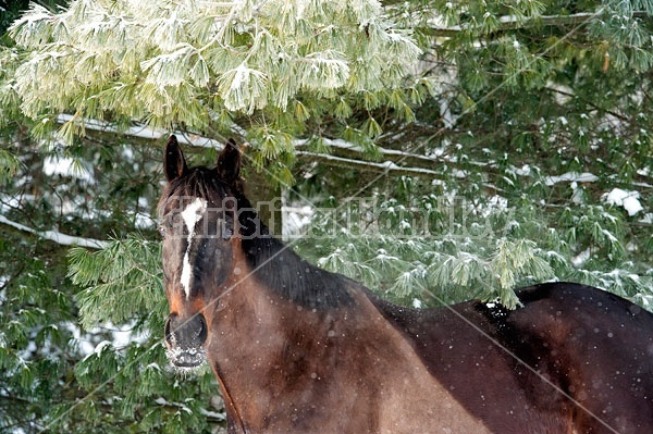 Bay Thoroughbred horse standing outside in the winter under a tree