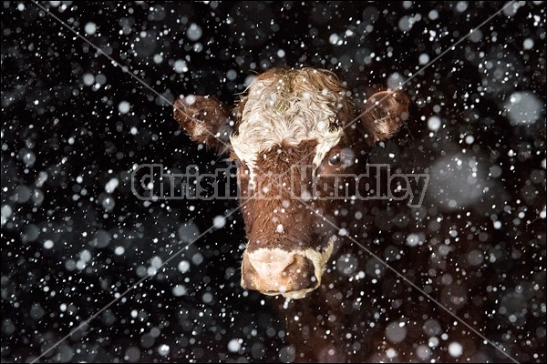 Beef cow standing in barn doorway