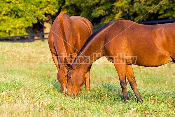 Two horses grazing on autumn pasture