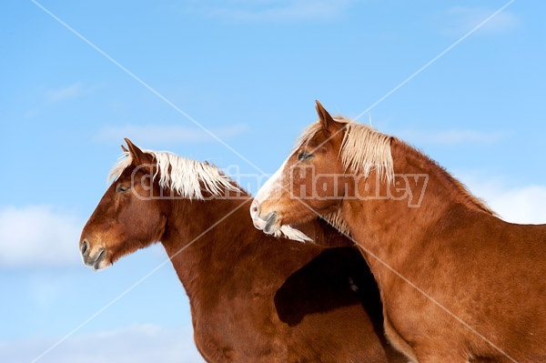 Belgian draft horses photographed against a blue sky