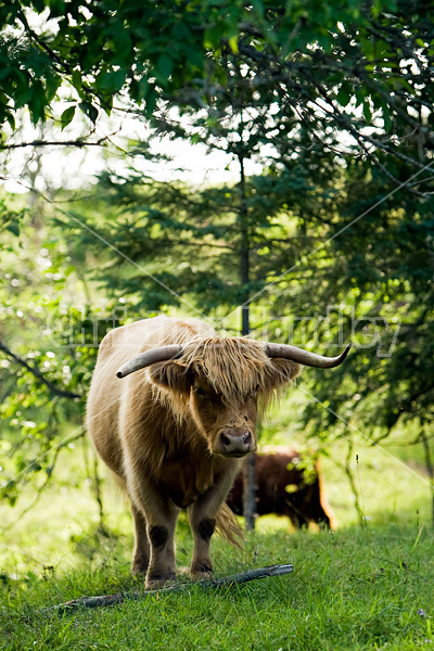 Highland cows