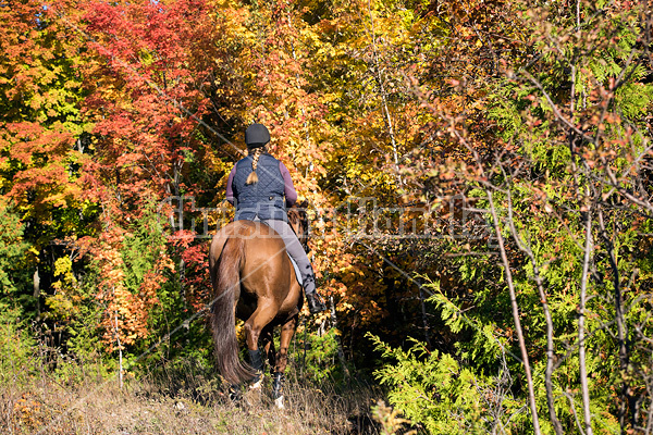 Woman riding a Chestnut Thoroughbred horse