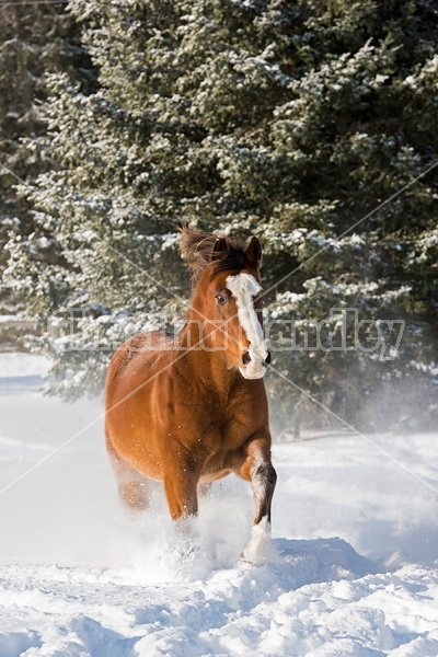 American paint horse running in snow