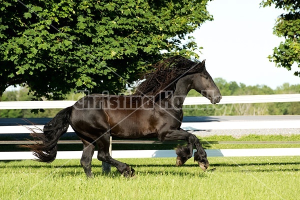 Friesian stallion