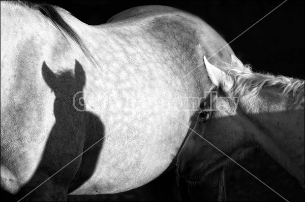 Foal Shadow on Side of Horse