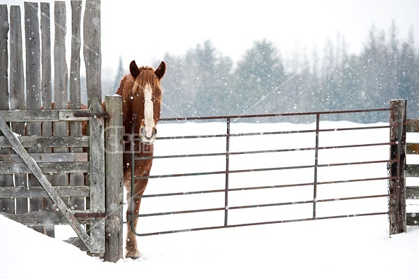 Belgian Draft Horse in Winter