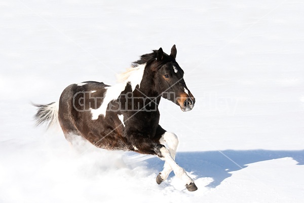 Young paint horse galloping through deep snow