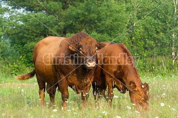 Red Angus bull standing with cow in field. 