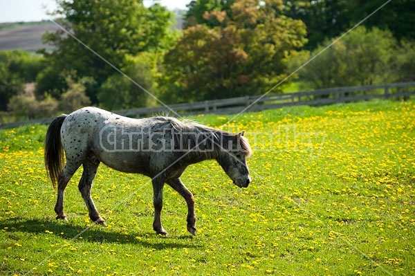 spotted pony