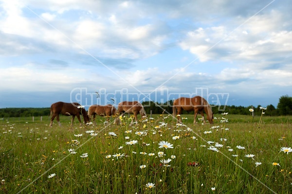 Four horses grazing on springtime pasture