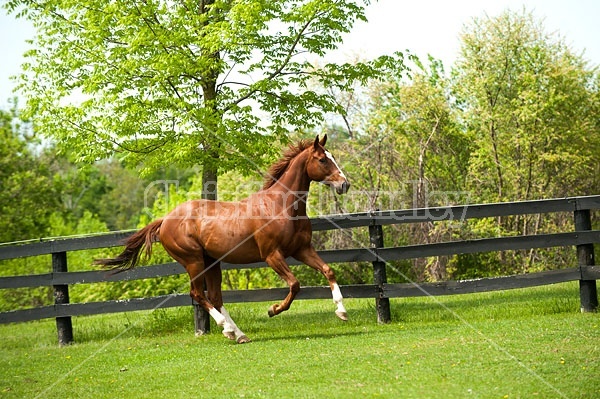 Chestnut Thoroughbred horse