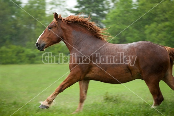 Belgian draft horse running in field. Photographed with a slow shutter speed to imply motion