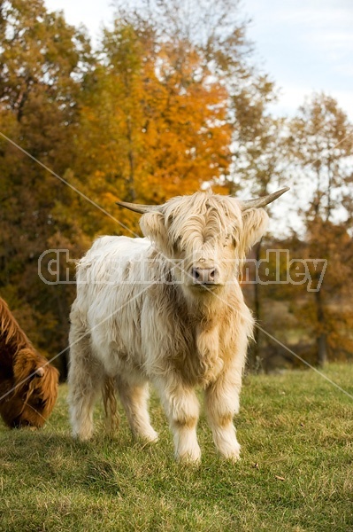 Yearling Highland Cattle on autumn pasture