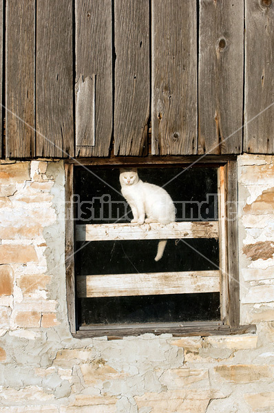 White barn cat sitting in barn window