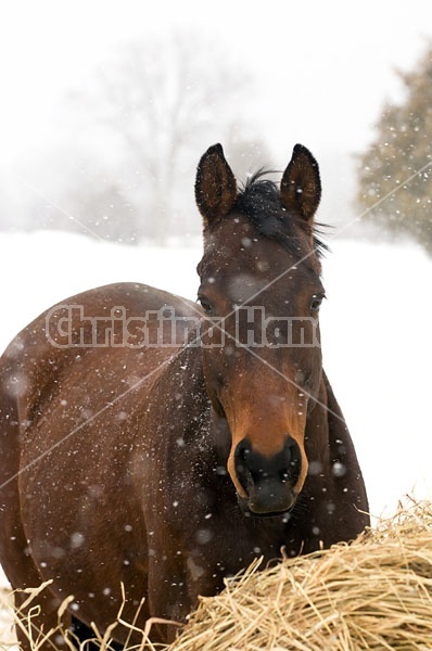 Bay Horse Outside in Winter