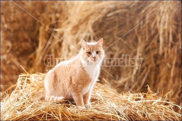 Orange barn cat sitting on straw