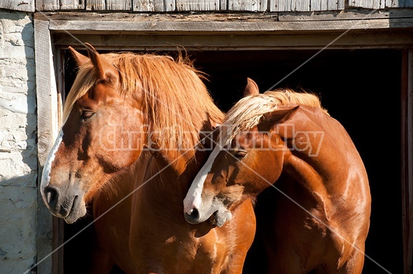 Two Belgian Draft horses standing in a barn door.