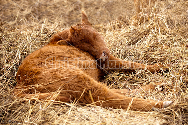 Baby beef calves sleeping in a bed of straw